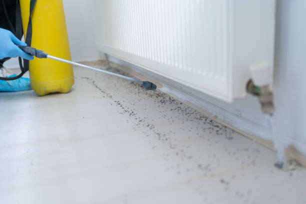 Best Rat Extermination Near Me  in Guilford Center, CT