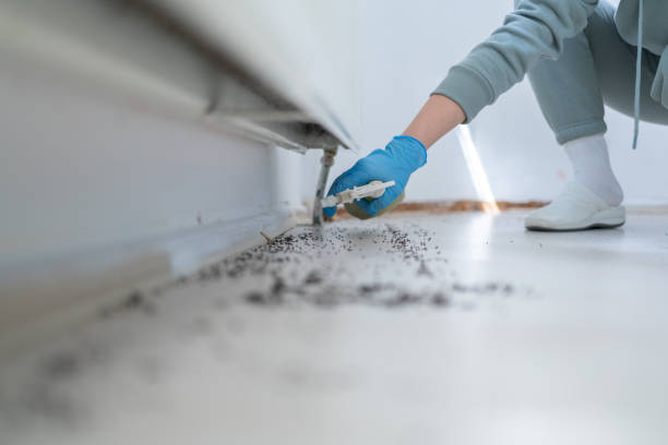 Best Termite Control Services  in Guilford Center, CT